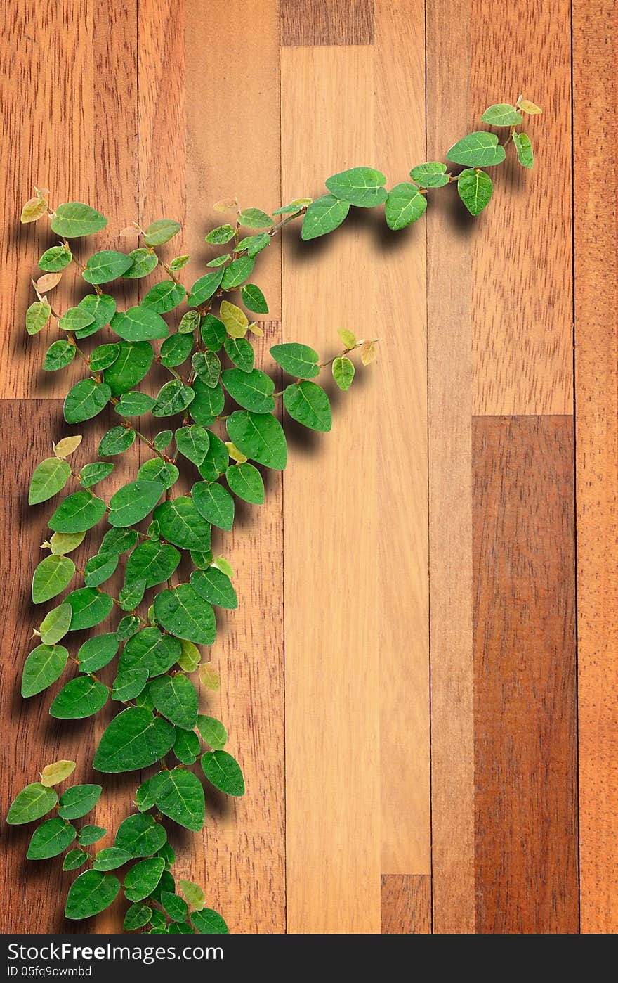 Ivy fixing climbing tree on brown wood texture. Ivy fixing climbing tree on brown wood texture.