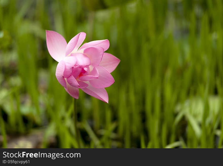 Pink lotus on blurred green background. Pink lotus on blurred green background