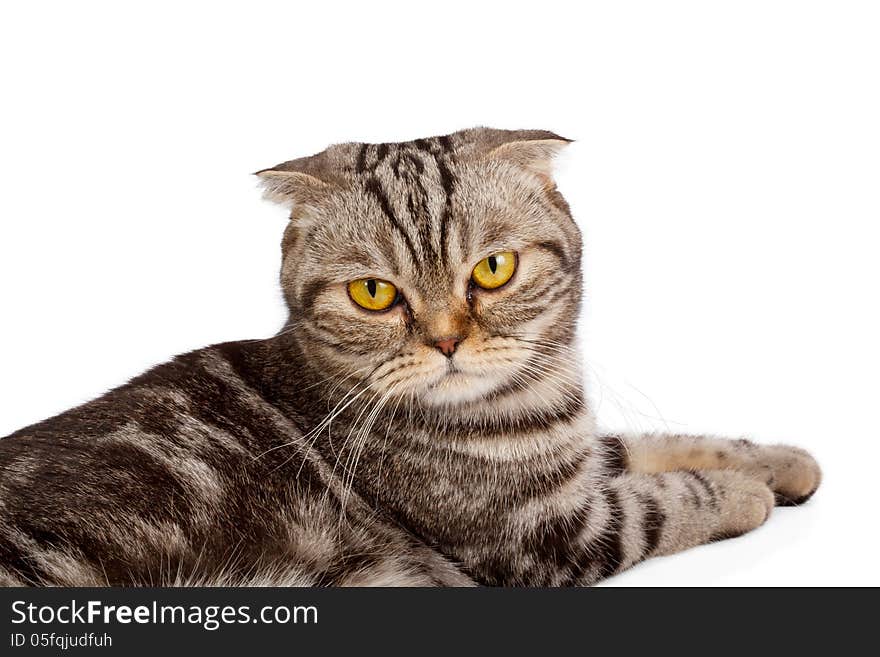 Scottish-fold cat on white