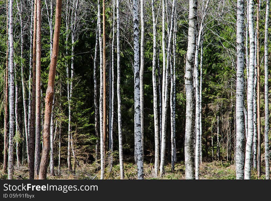 Bright tree trunks pattern in wild forest