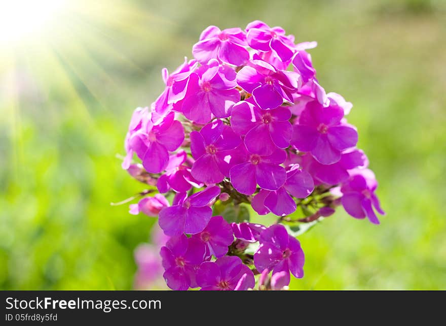 Phloxes pink flower