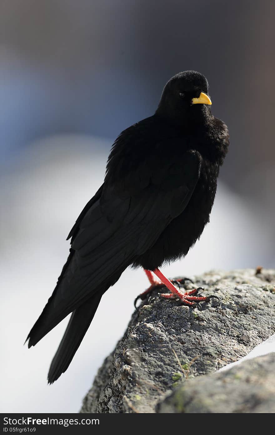 Pyrrhocorax graculus on a rock