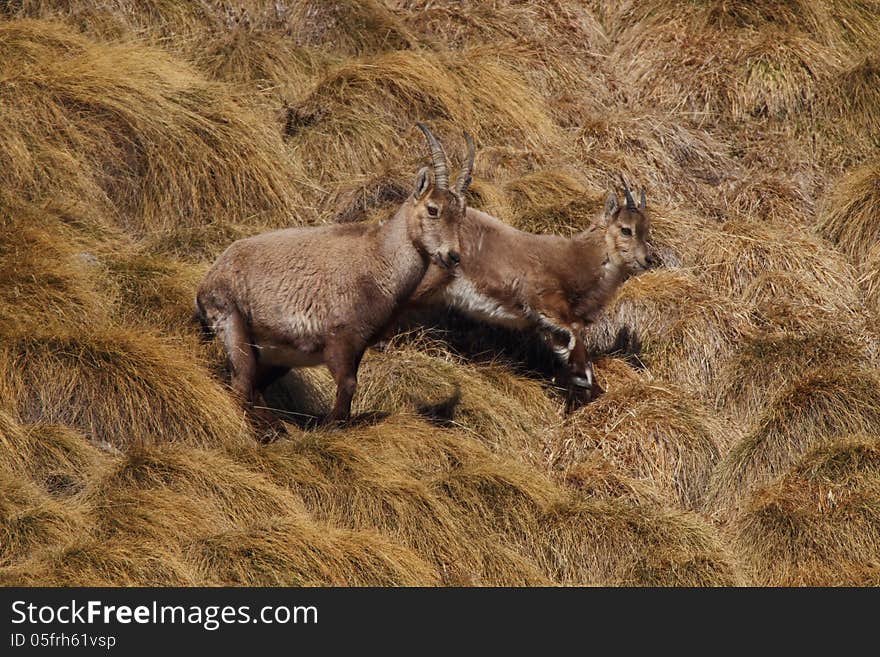 Baby Rock Goats