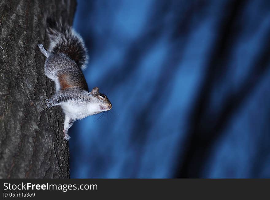 Squirrel And Tree