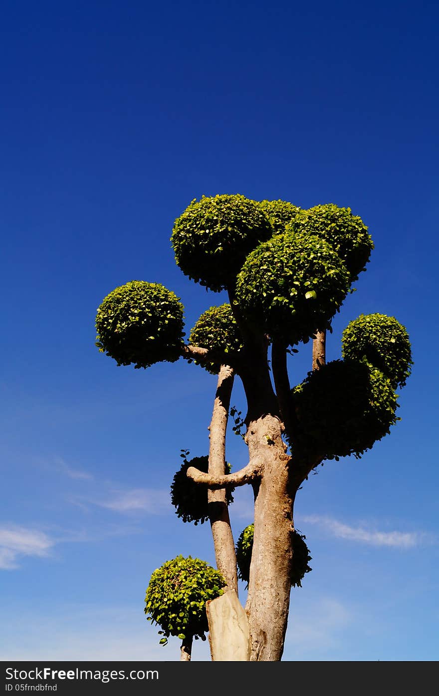 Treee with blue sky