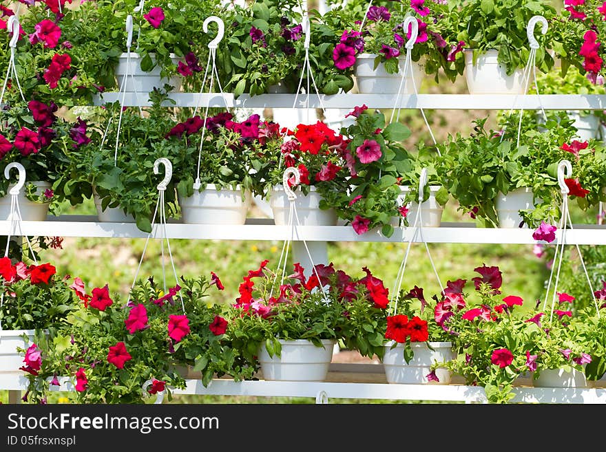 Flower pots with flowers a petunia. Flower pots with flowers a petunia