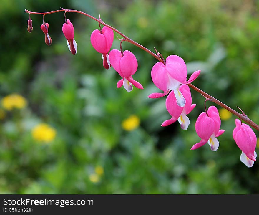 Bleeding heart flowers (Dicentra Spectabils) in springtime closeup background