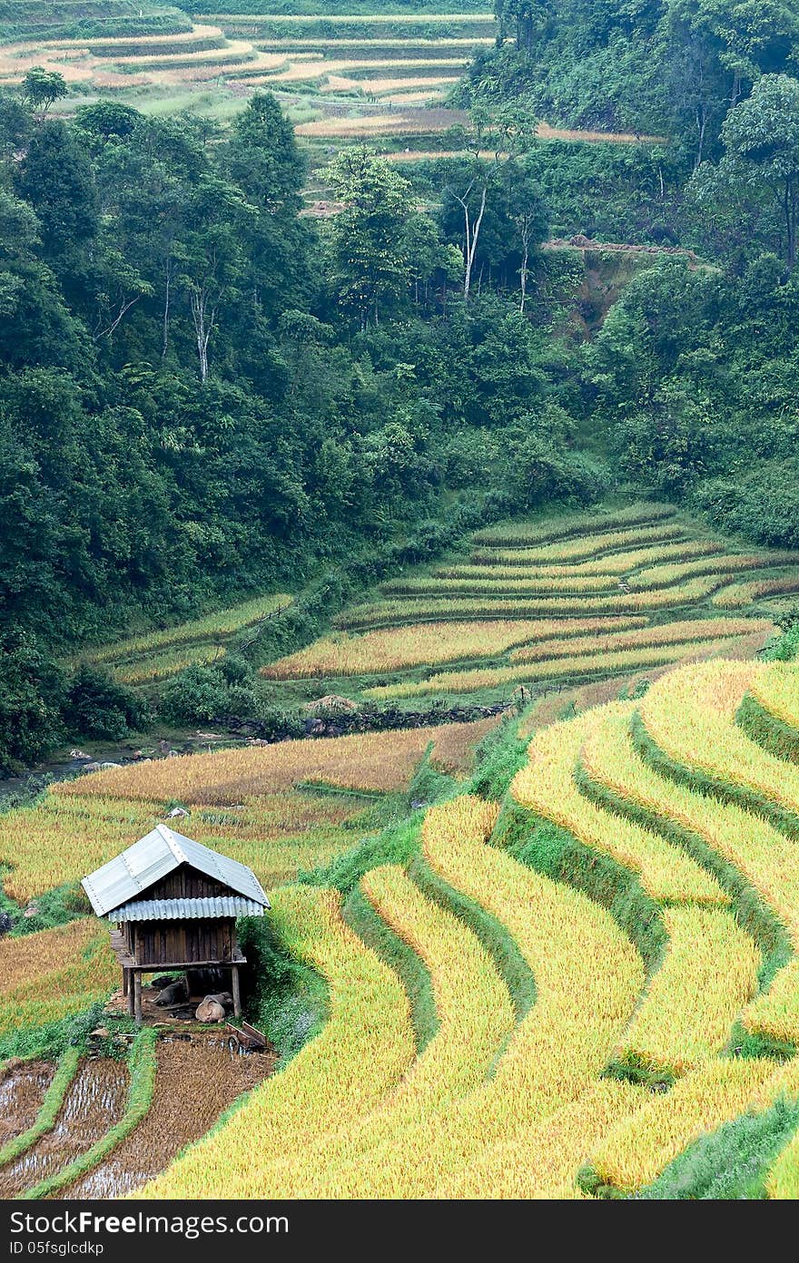 Small stilt house on the rice terraced field