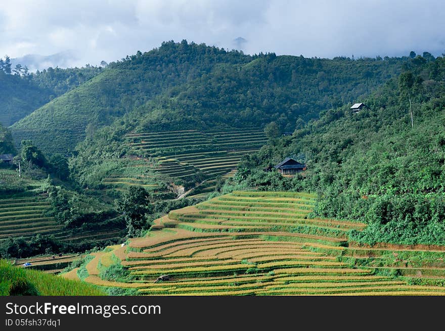 Houses of the  farmers on top of the hill with the rice fields