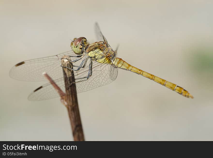 Dragonfly on a branch, CU