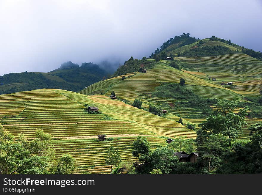 Hills Of Rice Terraced Fields