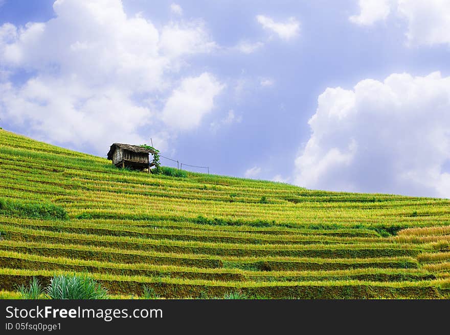 Stilt house on top of hill with the rice fields