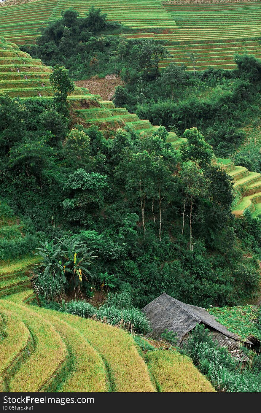 Hills of rice terraced fields in Mu cang Chai, Vietnam