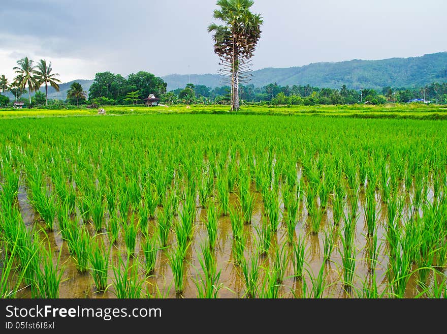 View of Young rice sprout ready to growing in the rice field.Thailand. View of Young rice sprout ready to growing in the rice field.Thailand