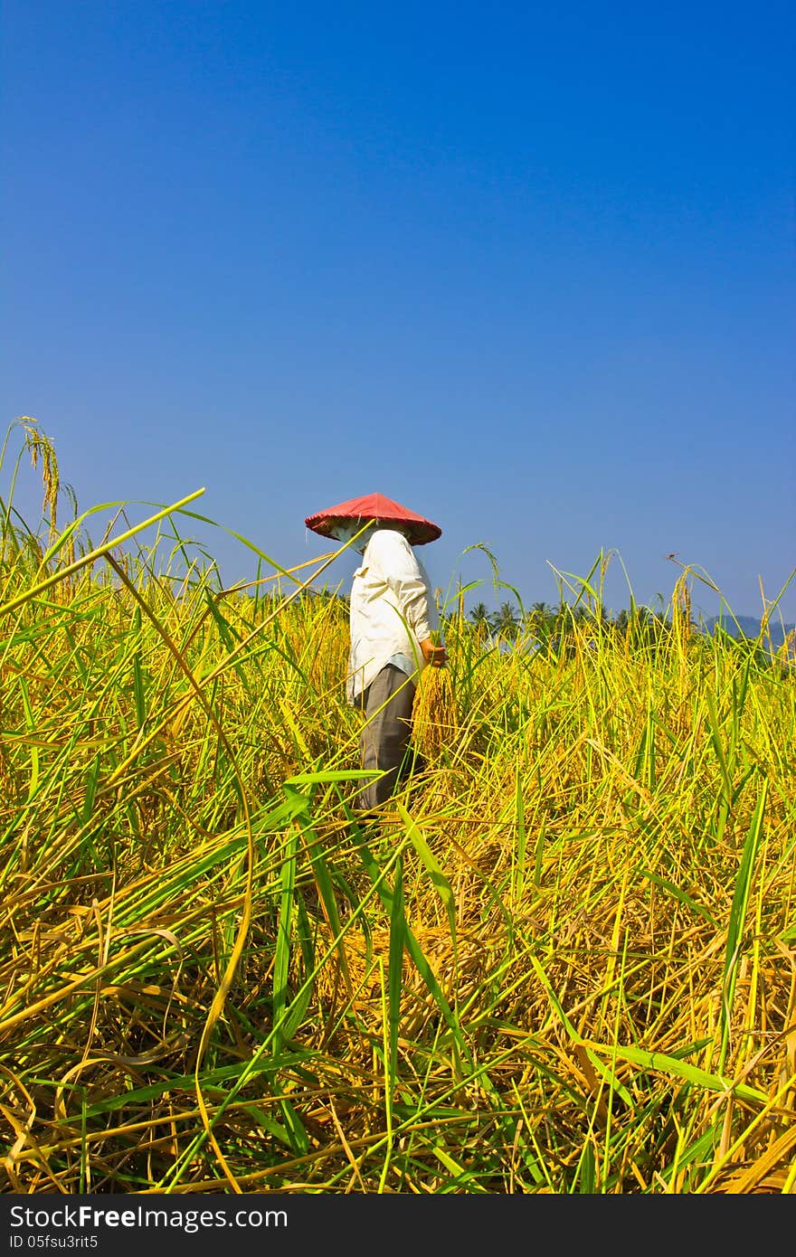 YALA,SOUTH OF THAI –APRIL 2013: Female works harvest rice in field at the Local in Yala on April 2,2013 in Yala.The season harvests rice of the year in Thailand. YALA,SOUTH OF THAI –APRIL 2013: Female works harvest rice in field at the Local in Yala on April 2,2013 in Yala.The season harvests rice of the year in Thailand.