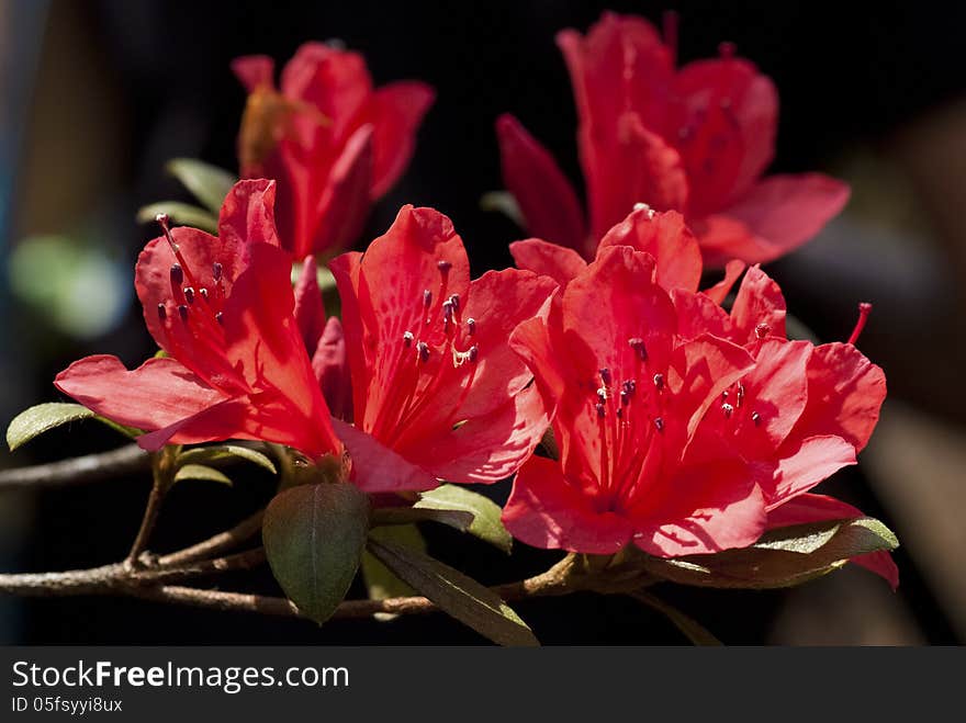 Rhodedendron simsii