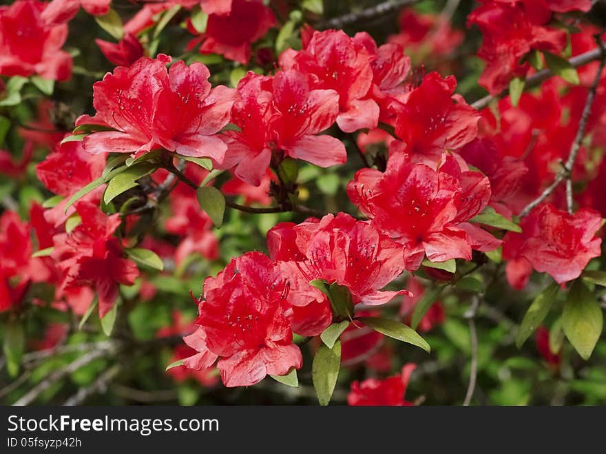 Rhodedendron simsii