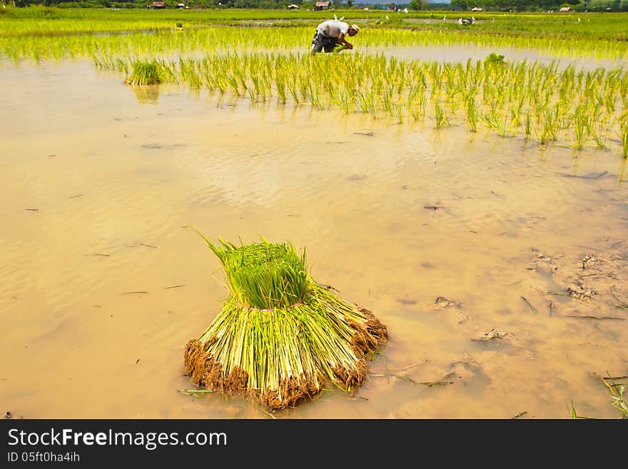 Seedlings Rice in field,Thailand