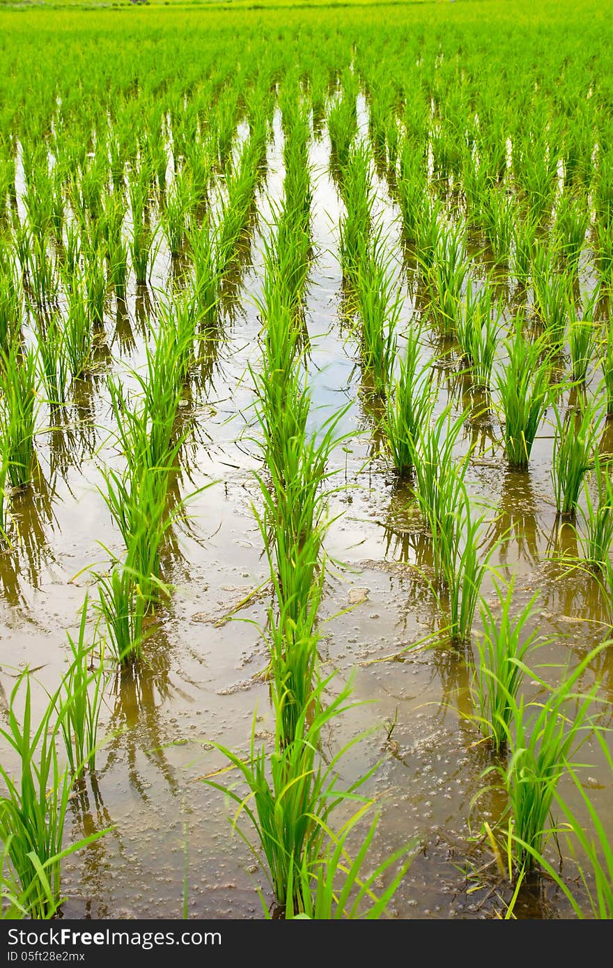 Green rice field,Thai