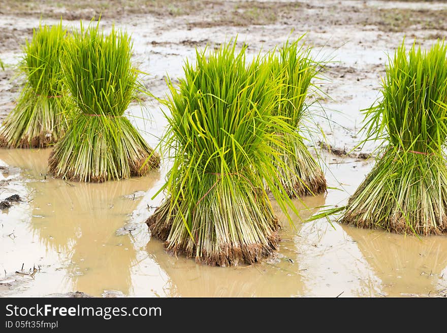 Seedlings Rice In Field,thai.