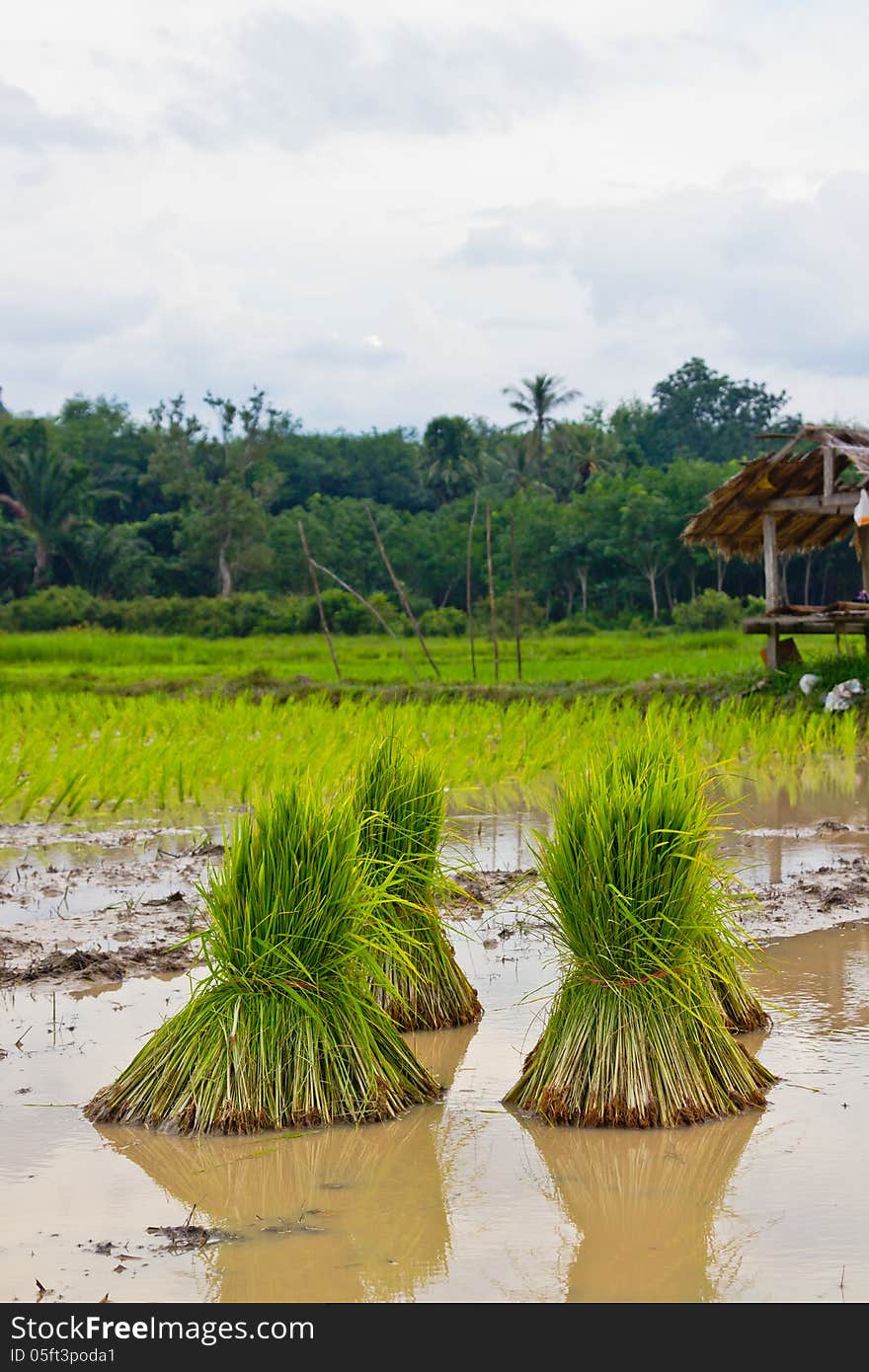 Seedlings rice in field,thai.