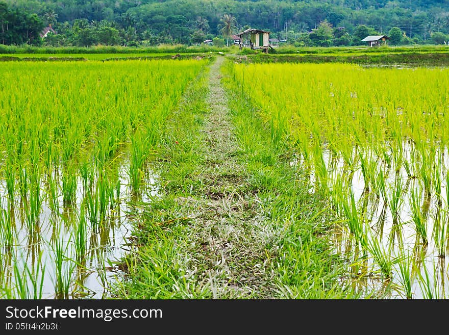 Green rice field,Thai