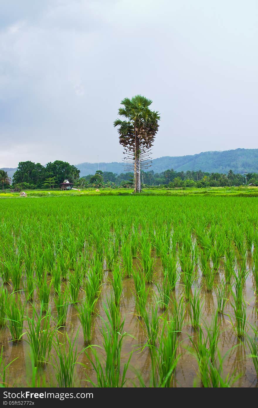 View of Young rice sprout ready to growing in the rice field.Thailand. View of Young rice sprout ready to growing in the rice field.Thailand