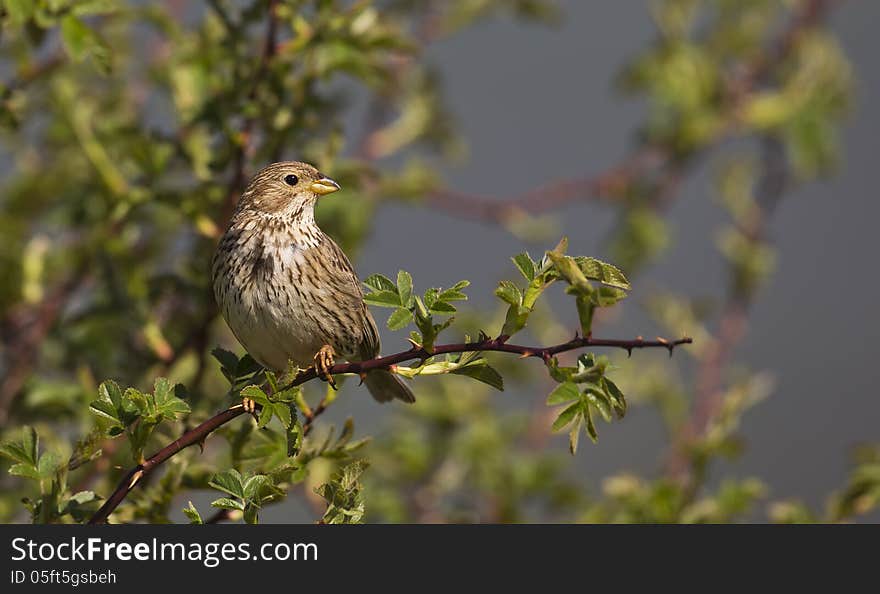 Corn Bunting On A Tree &x28;Miliaria Calandra&x29;