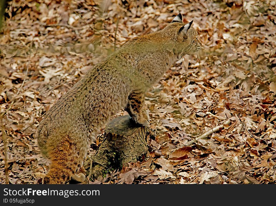 An adult Bobcat stalks his prey.