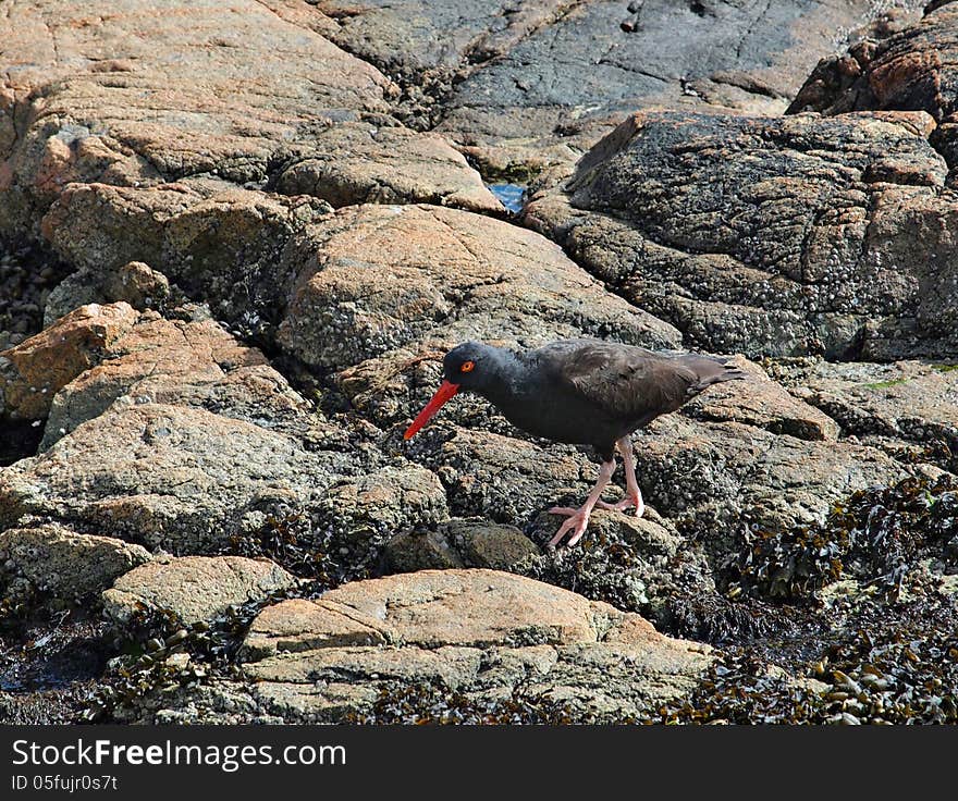 Oystercatcher  &x28;Haematopus&x29