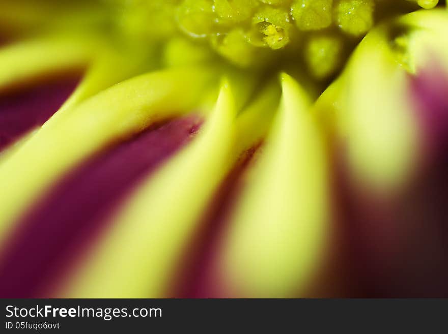 Macro Daisy