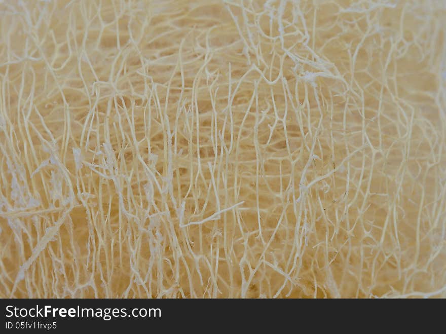 Loofah Texture Background