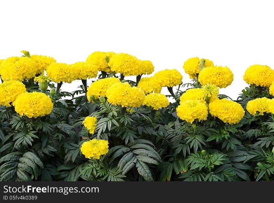 Marigold on tree isolated on white background