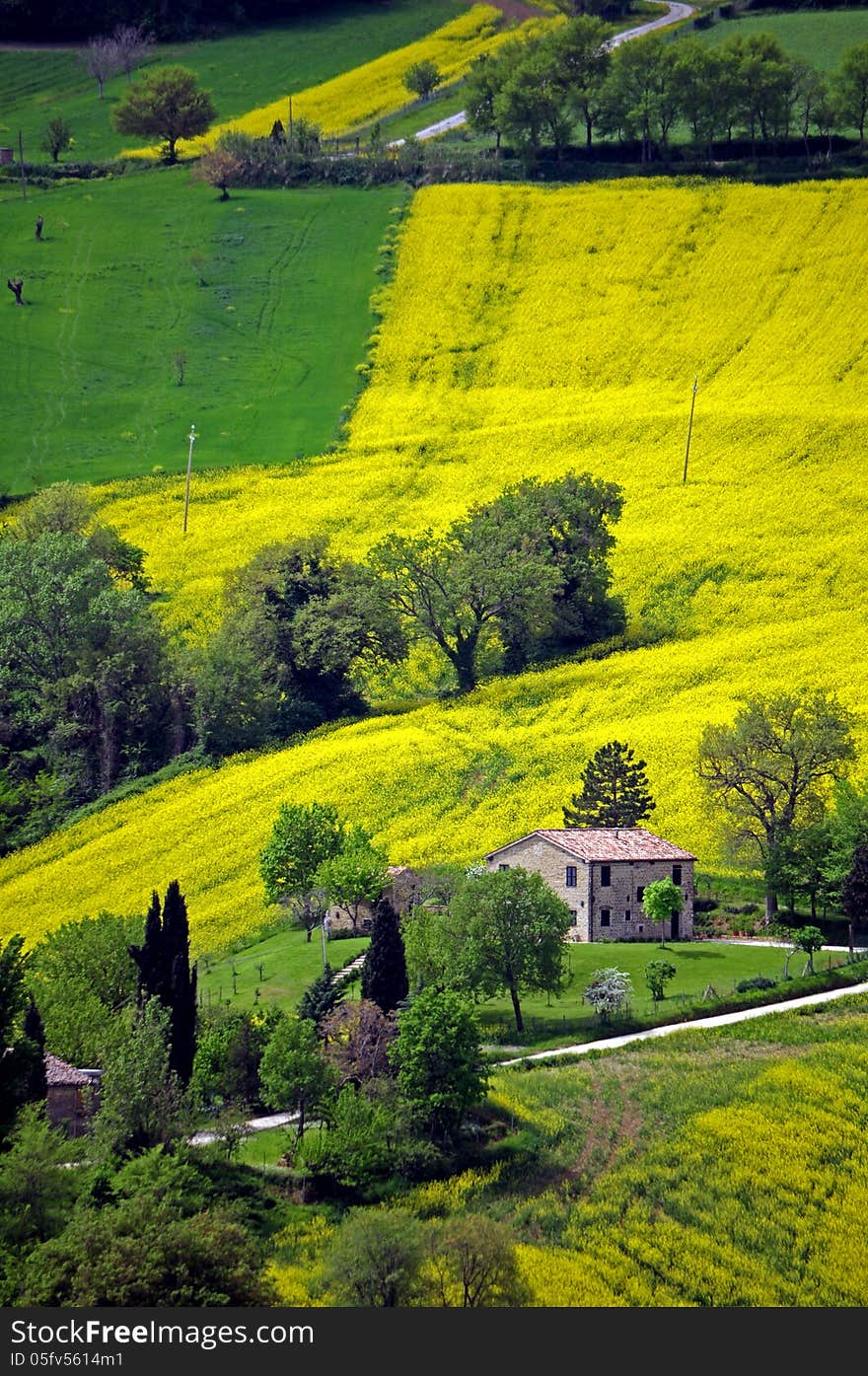 Rapeseed field