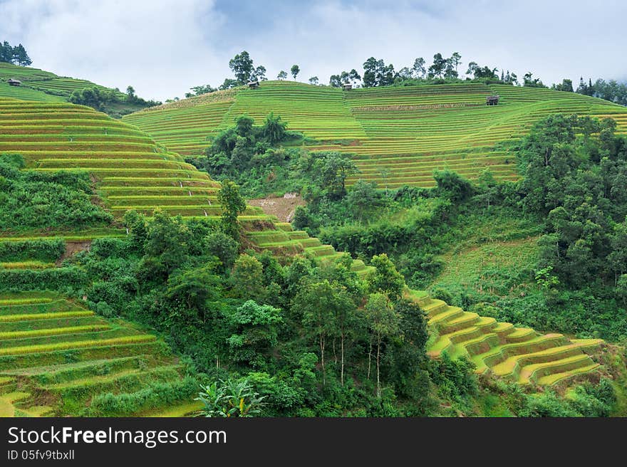 Rice fields with mountains and clouds