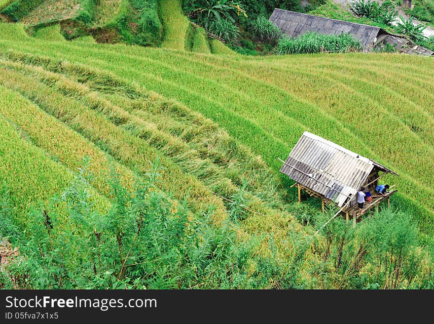 Stilt house between the rice field with men inside in Mu Cang Chai, Vietnam