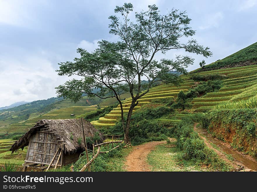 Stilt house with the rice fields