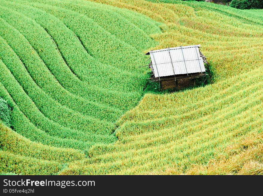 Stilt house on the rice terraces field