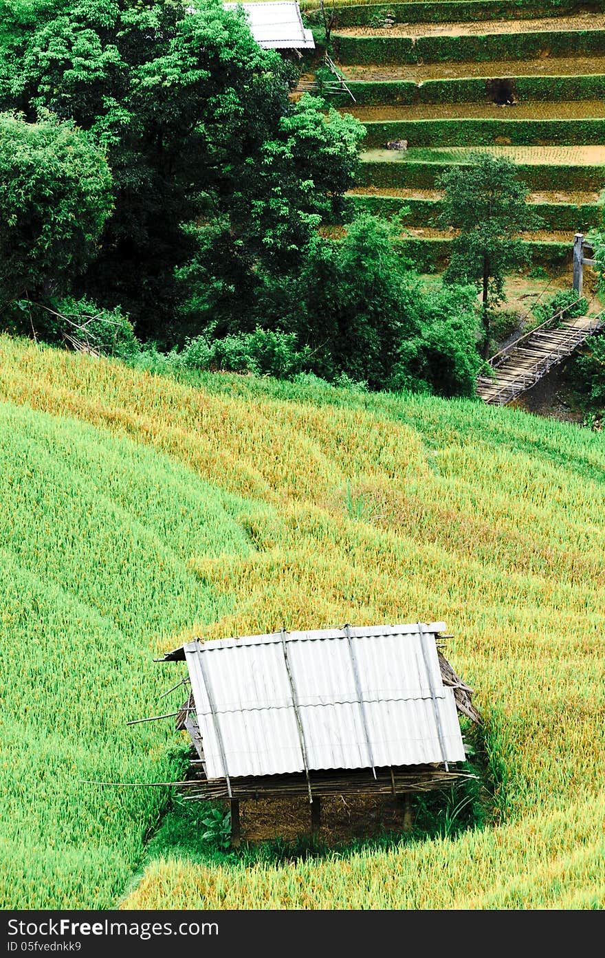 Stilt house on the rice terraced field with river and wooden bridge in Mu Cang Chai, Vietnam