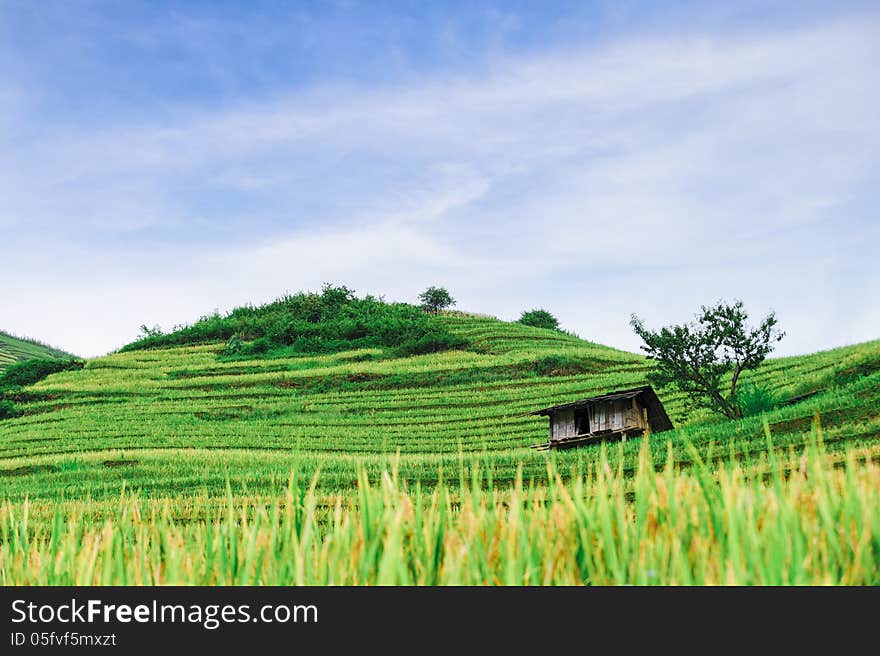 Hill Of Rice Terrace Fields And Stilt House