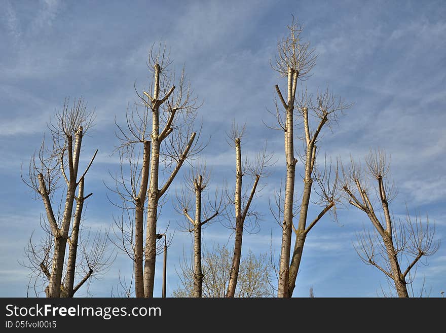 Trimmed trees in winter