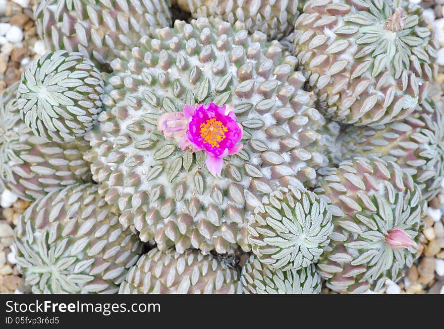 Cactus and flower blooming in garden