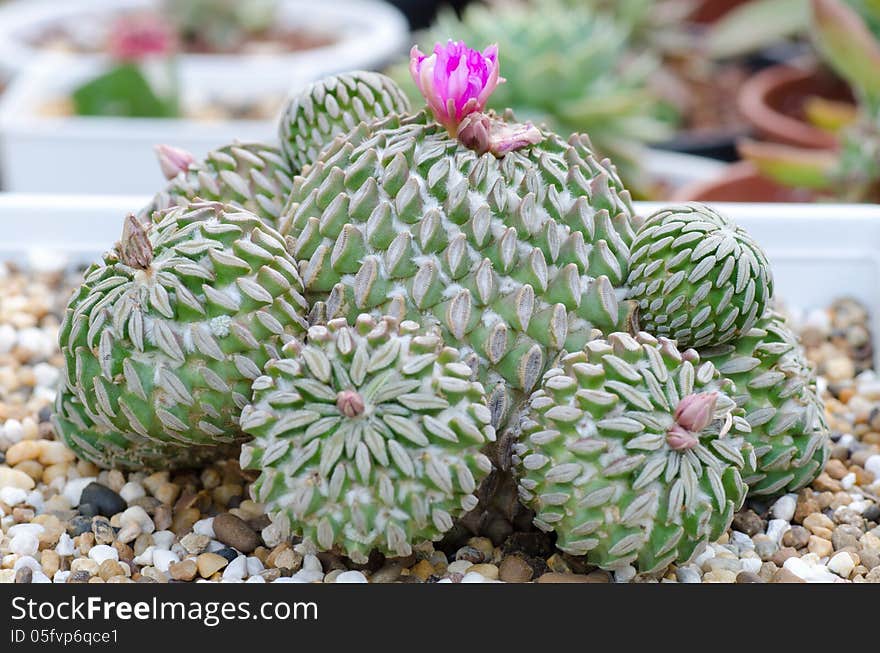 Cactus and flower on stone background