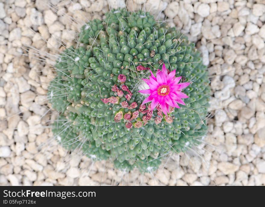 Cactus On Stone Background