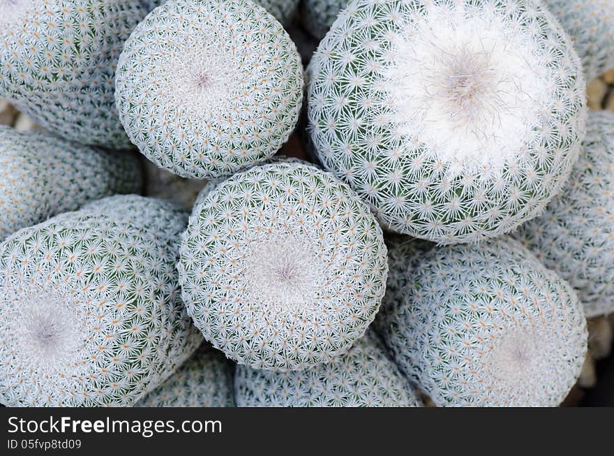 cactus