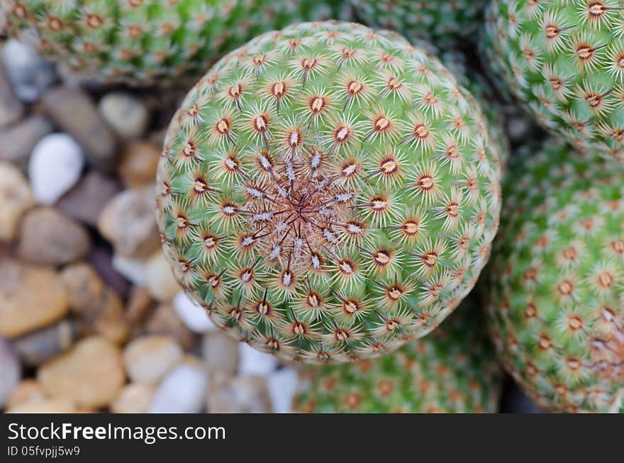 Close up of cactus texture background