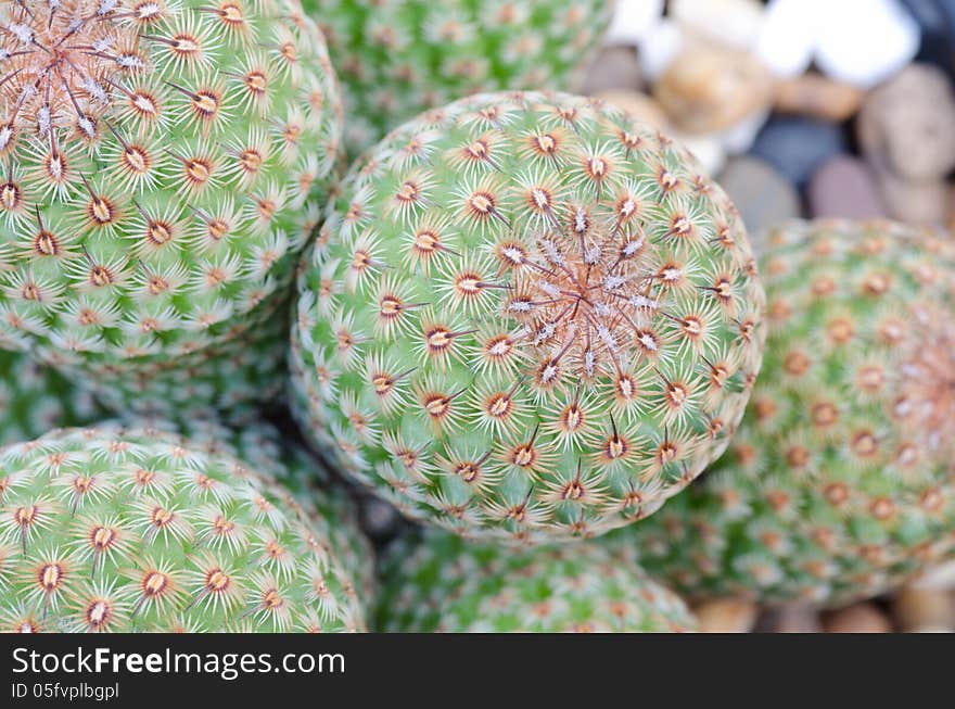 Close up of cactus texture background