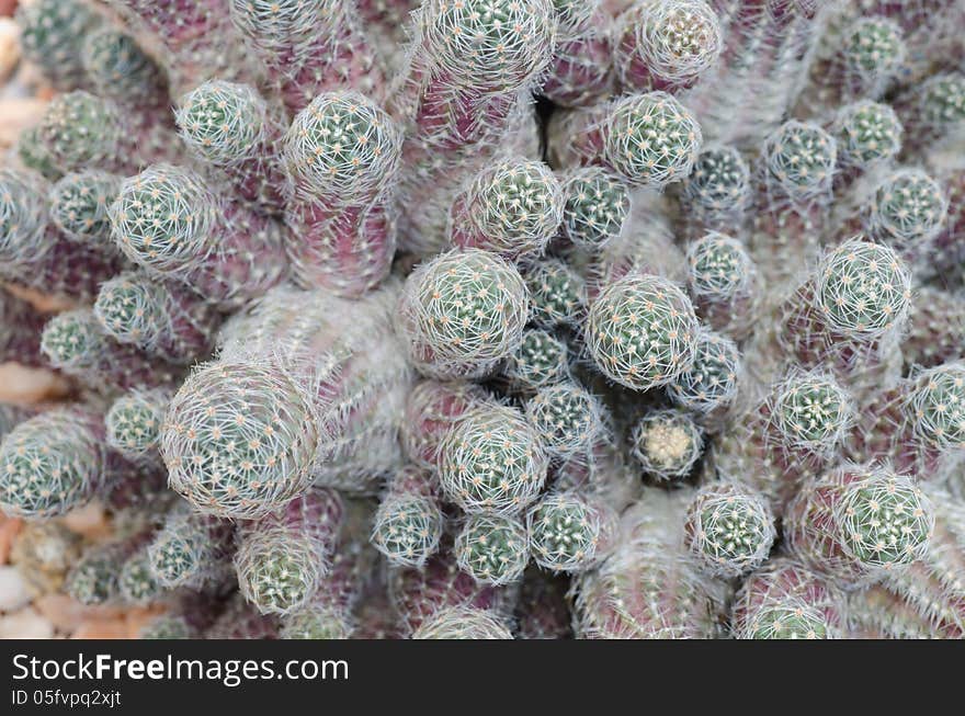 Close up of cactus texture background