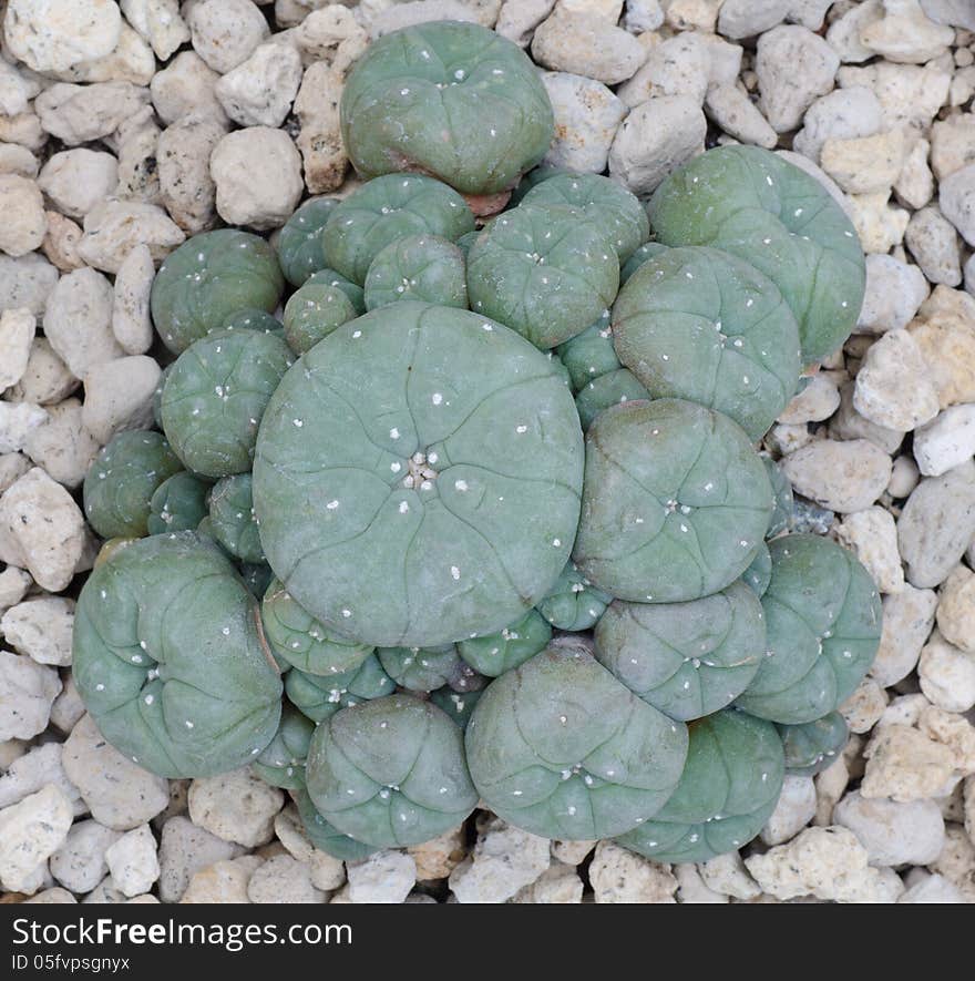 Closeup cactus on stone background