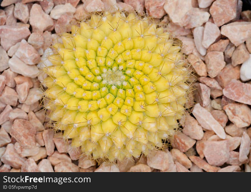 Closeup cactus on stone background